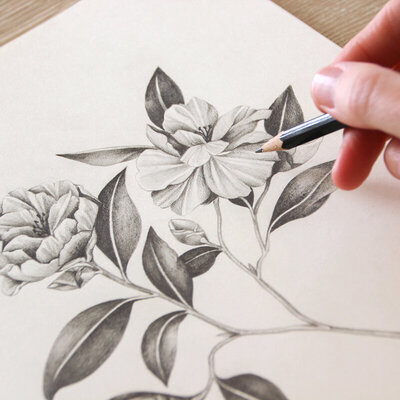 Camellia-flower-sketch-1b-web2