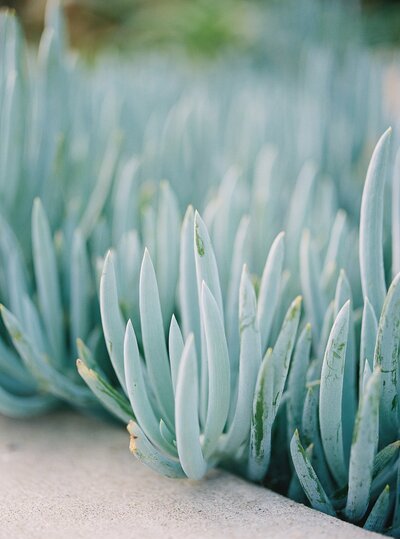 blue green teal plant travel print