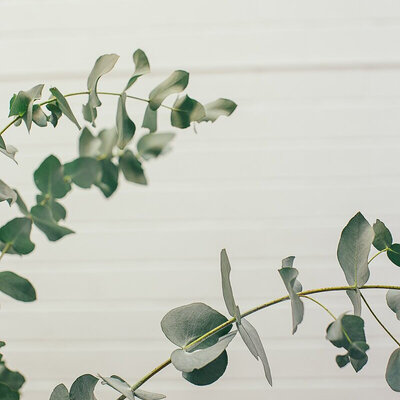 Soft floral plant detail