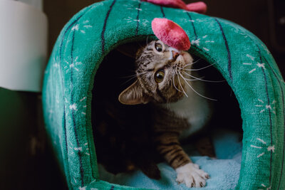 CHICAGO-PET-PHOTOGRAPHY-BY-MEGAN-SAUL-PHOTOGRAPHY-CATNAP (8 of 403)