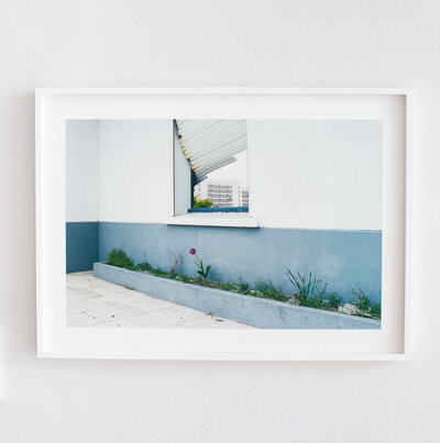Framed-work_Purple-Tulip