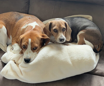 Two Beagles laying on the couch cuddling
