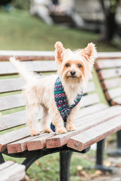 Yorkie wearing a scarf sitting on a bench