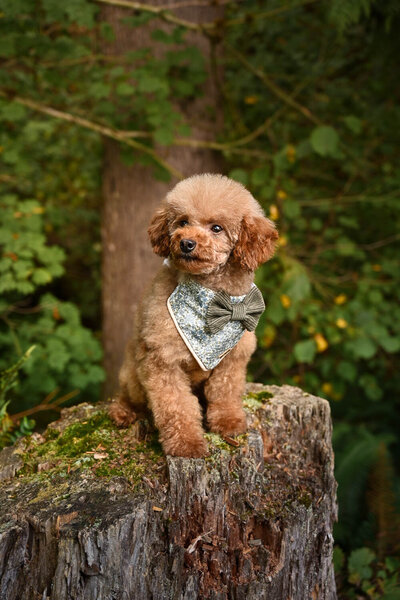 Heavenly Puppies to Love Cavapoo, Cockapoo, and Maltipoo Puppies Photo Sep 25 2025, 1 23 54 PM38