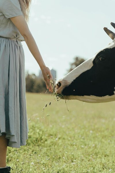 a girl feeding a cow grass in a field