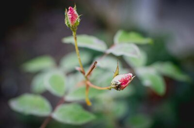 Image of Pink Flowers