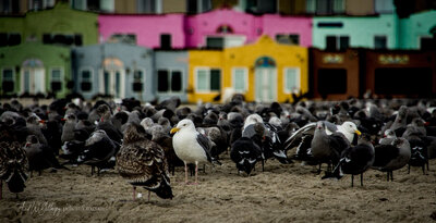 ©FWGillaspy-Capitola-Beach-Birds-S1-Pano