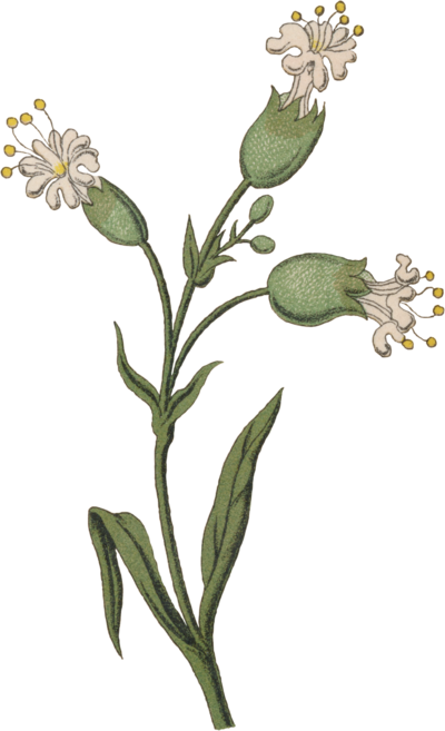 White and green flower graphic of White Campion
