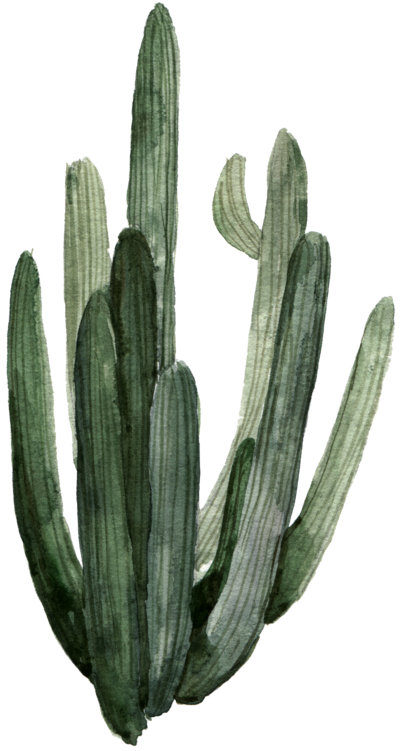 cactus_1