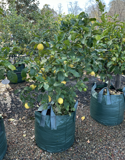 EUREKA LEMON TREE Citrus Limon 'Eureka'