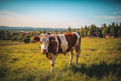 agriculture-animal-bull-457447
