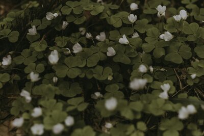 Close up of white and green wood sorrel flowers
