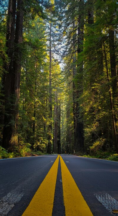 A highway with forests meant to represent forests in rural Lane County