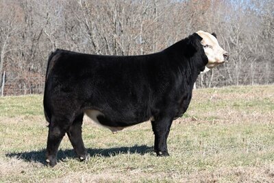Black Hereford bull Last Man Standing