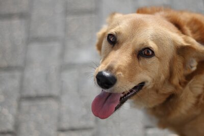 dog-8421955