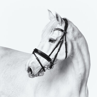 Grey horse head portrait on a white background with black bridle