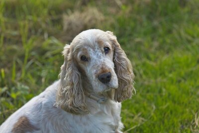 A dog gazing peacefully, symbolizing the gentle, eco-friendly pet aquamation process as an alternative to traditional fire cremation, offered by Nature's Way Pet Aquamation in Lansing, Michigan.