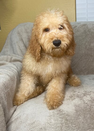 Dug
