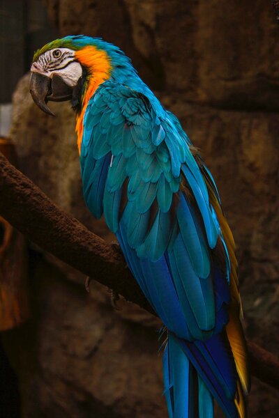AMAZON RAINFOREST PHOTOGRAPHY WORKSHOP