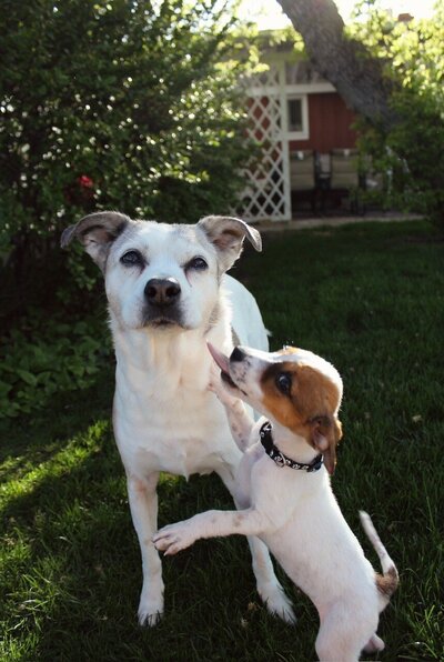 two dogs a larger white dog and smaller white and brown one jumping and trying to lick big dogs face