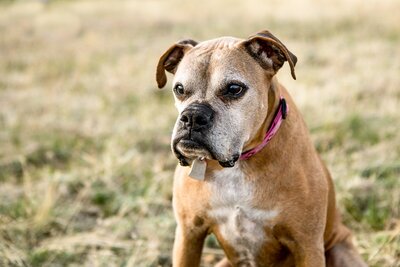 a-grumpy-looking-portrait-of-a-colorado-boxer-dog