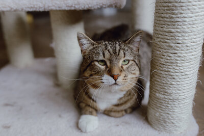 CHICAGO-PET-PHOTOGRAPHY-BY-MEGAN-SAUL-PHOTOGRAPHY (44 of 53)