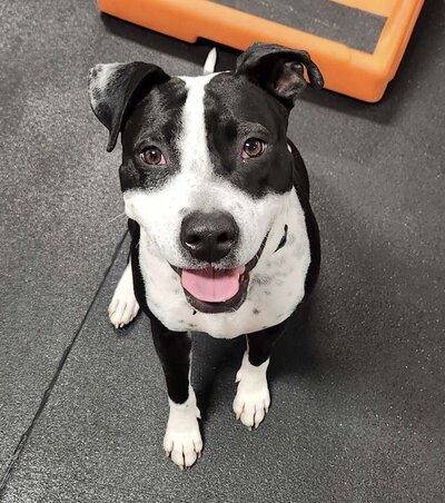 Black and white dog named Jerry sitting and looking at the camera, part of a testimonial for Dogology University