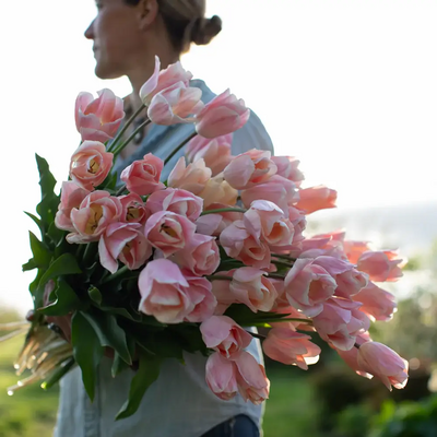 Tulips are available in every color during the Carmel's Spring flower season.