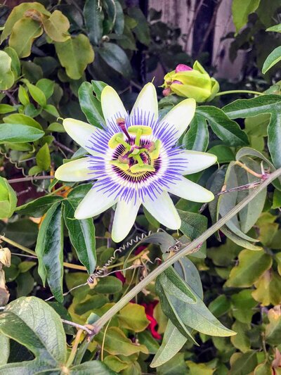 White and Purple Flower