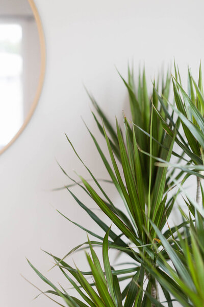 Houseplant next to a mirror