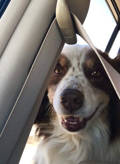 Roy the Aussie in the car