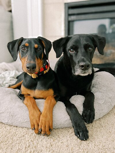 Doberman pincher and Black labrador mix are sitting in one bed together and looking at the camera