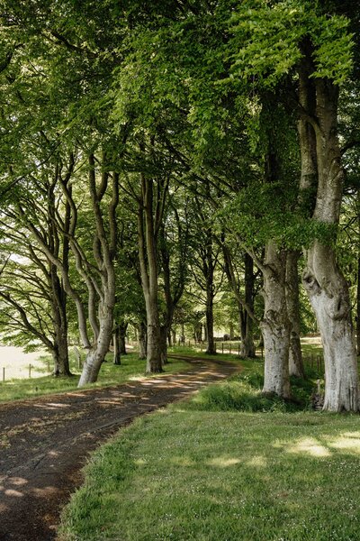 A road runs through the forest on the grounds of Kinclune House Wedding Venue in Angus.