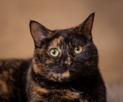 lilla-bordas-portraits-tampa-CAT-photographer1192
