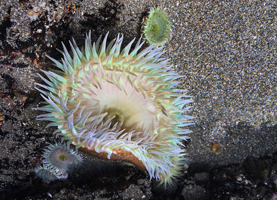 white sea anemone