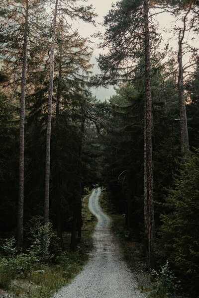 Beaver Mines with a picturesque road lined by tall trees