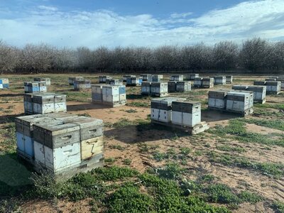 Honeybee Experts Bee Sure Hives in a paddock