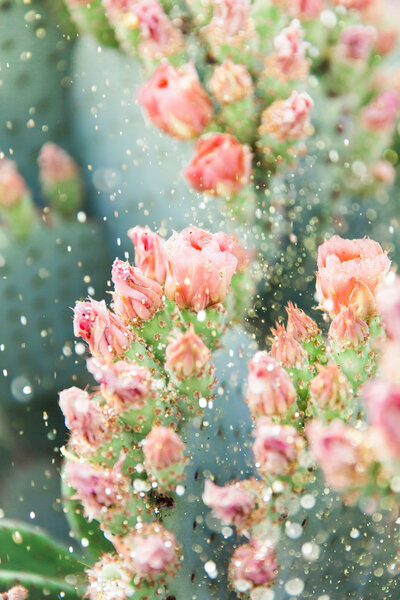 Scottsdale Arizona desert cactus with Arizona desert cactus with spring flowers and glitter rain flowers
