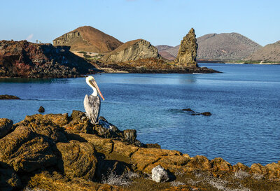 A pelican perched on coastal rocks overlooking the blue waters and volcanic landscape of the Galápagos Islands.