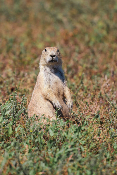Prairie dog hunting in Wyoming