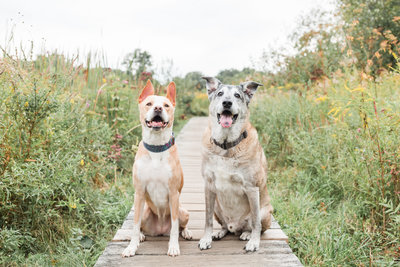 Two rescue dogs sitting on a wooden path