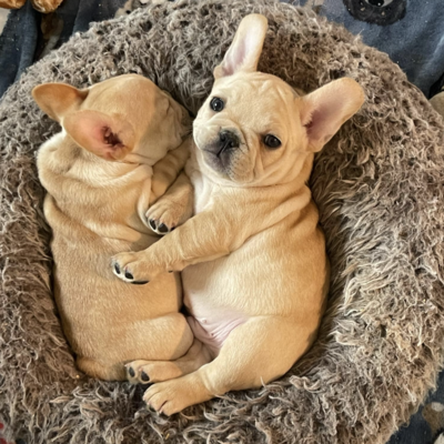 Two french bulldog puppies cuddling in their dog bed