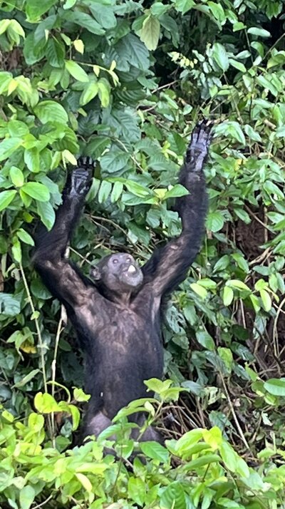 cameroon 5