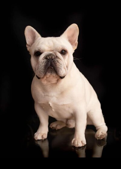 Masked red fawn french bulldog standing on the grass in Tacoma