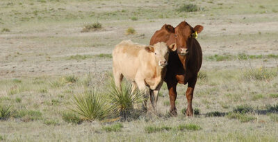 RangeFire cattle at Silver Spur Ranch