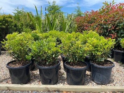 PITTOSPORUM MISS MUFFET Pittosporum tobira - dwarf pittosporum