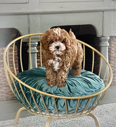 Red goldendoodle puppy Texas breeding.