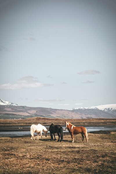 artem-shuba-4aYmvxjLKdk-unsplash