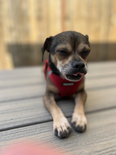 TinyTim (5)