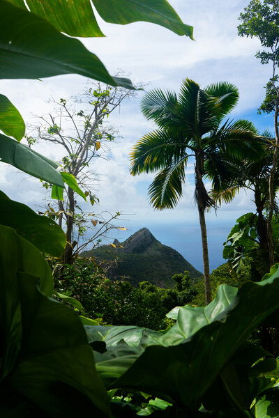 Mountain view through a lush green forest